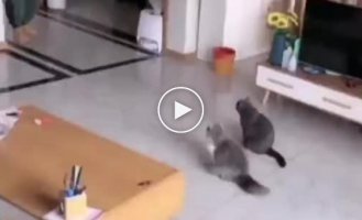 Smart cats that figured it out