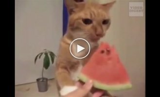 Cats that try to imitate people