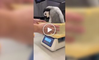 Как взвешивают пингвинят