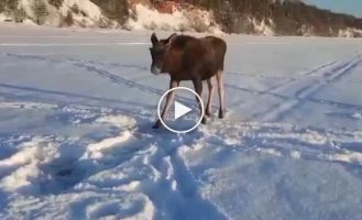 Curious elk went out to the fisherman