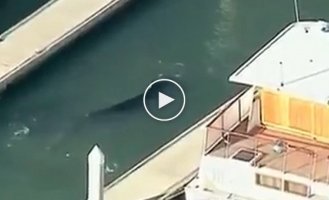 Заблудившийся горбатый кит в калифорнийской гавани