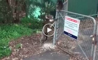 Мама-коала помогла своему детёнышу перелезть через забор  