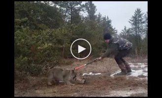 Мужчины спасли рысь, попавшую в капкан