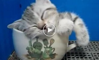 Какой милый котик в чашке