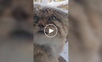 Manul is unhappy