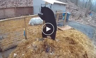 Bear, go while you're healthy