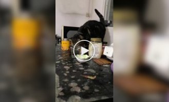 Cat wasn't shown how to drink water properly