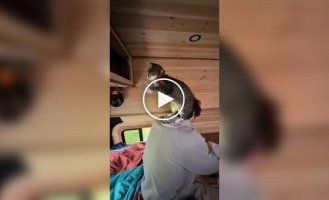 Нескучная жизнь кота