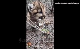 Mountain lion cubs saw people for the first time: biologists from Santa Monica in the USA checked the offspring of a lioness who went hunting