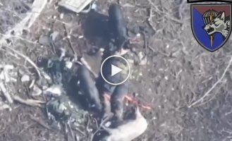 Two wild pigs are cutting up the remains of the body of a Russian invader