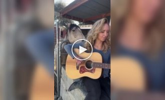 Woman played guitar with a horse