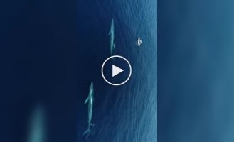 Animals (short videos). Release 103
