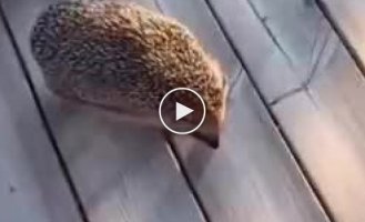 the hedgehog was looking for a horse, but found a woman (quiet sound)