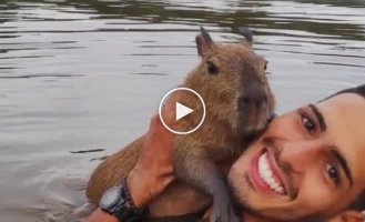 Capybara is man's best friend