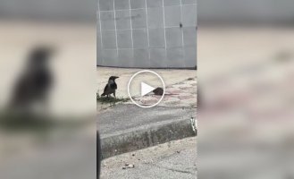 Крыса против вороны