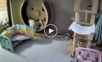 Animals (short videos). Release 99