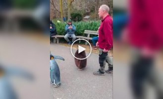 Penguins stroll at Basel Zoo in Switzerland