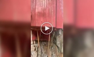 Несподіваний житель шпаківні