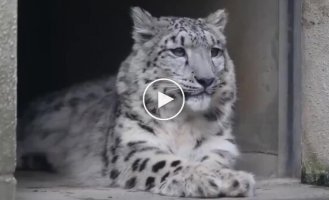 What sounds does a snow leopard make?