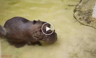 Female beaver caught a restless cub