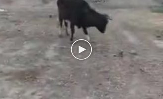 The cow that loves freedom