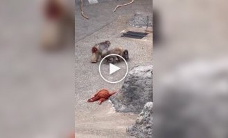 Осиротевшего малыша Панча приняли в стаю