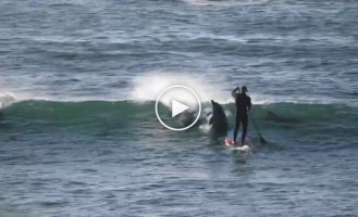 In Florida, a dolphin pushed a man off his SUP