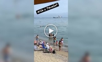 На пляже Марбельи мужчина решил, что на него напала акула