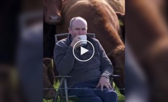 Коровы составили компанию хозяину