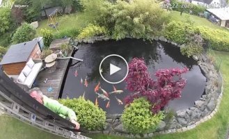 Эпичное падение мужчины в пруд с рыбой