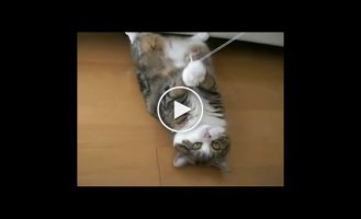 Кошка, которая любит очень коробки. Классное видео