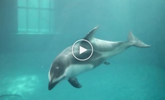 Вот как рождаются дельфины