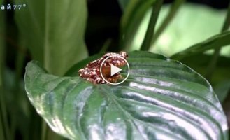 Flying frogs disguise themselves as feces to avoid being eaten by predators