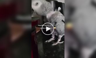 Parrot pretends to be sick