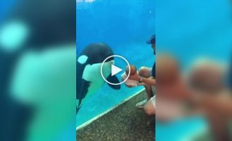 The killer whale was shown a small child