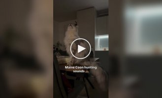 С каким звуком охотятся мейн-куны