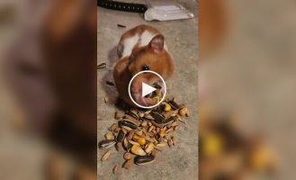 The chubbiest hamster