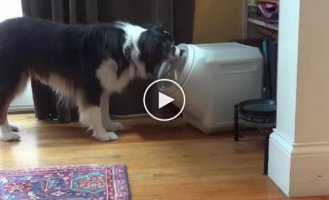 Собака научилась открывать герметичный контейнер