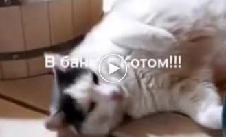 Кот который составит компанию в бане