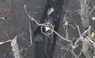 Український кіт поїдає труп російського військовослужбовця