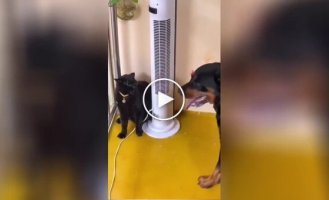 Як кішка з собакою: на відео зняли обґрунтування цієї фрази в реальному житті