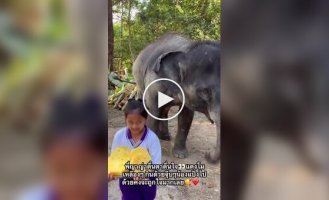 Маленькая певица и большой друг: слон благодарит девочку за вкусняшки и песню