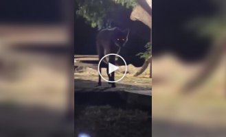 Гривистый волк желает познакомиться