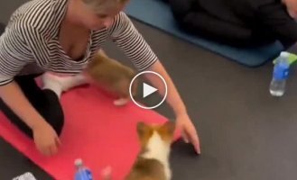 Fitness center with corgi puppies