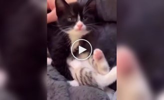 Котенок с маленькой батарейкой