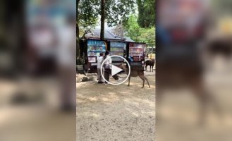 Як не варто поводитися з оленями в японській Нара
