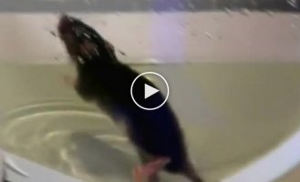 Как крысы могут попасть в дом