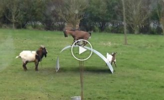 Невероятное чувство равновесия у коз