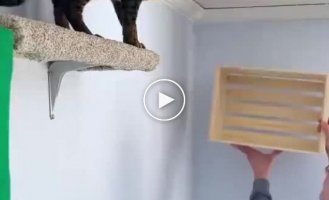Cat happiness room