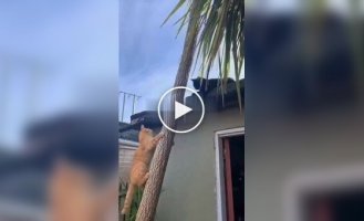 Мстивий сліпий кіт